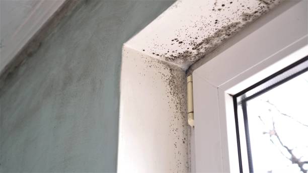 Mold Remediation for Rental Properties in North Lima, OH