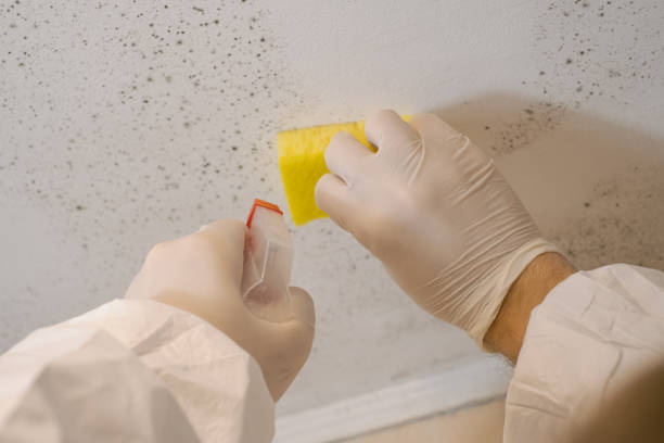 Environmental Consulting for Mold Prevention in North Lima, OH